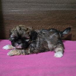 Girl 1 - Brindle female Shih Tzu puppy in Meadows Of Dan, Virginia from Walt’s Shih Tzus