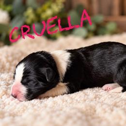 Cruella - Black female Border Collie puppy in Sanger, California from Flying M Cactus Ranch Buddies