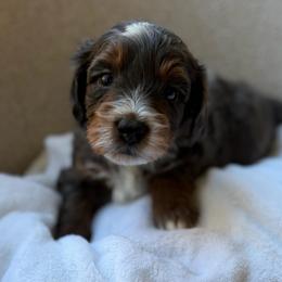 Dewdrop - Merle female Bernedoodle puppy in Statesville, North Carolina from Loves legacy Doodles