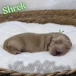 Shrek -AKC - Cream male Dachshund puppy in Alto, Texas from Double W Doxies