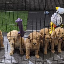 Goldendoodle Puppies from Lu Doodles