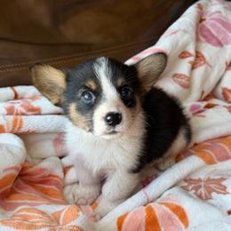 Archie - Black and tan male American Corgi puppy in Graham, Texas from Wild West Corgis
