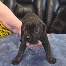 Black brindle 2 - Black brindle male Cane Corso puppy in Jacksonville, Florida from Fleming Cane Corso's
