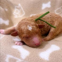 Hawk - Apricot male Goldendoodle puppy in Pittsburg, Texas from Grace Springs Goldendoodles