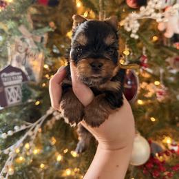 Kylo Christmas Special - Black and tan male Yorkshire Terrier puppy in Georgia from Nalley Kennels