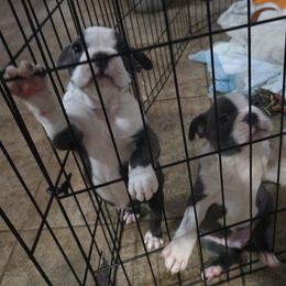 Boston Terrier Puppies from Aronow pups