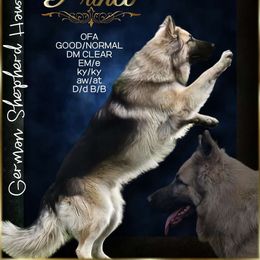 Prince - German Shepherd