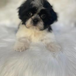 Shih Tzu Puppies from The Family Shih Tzu