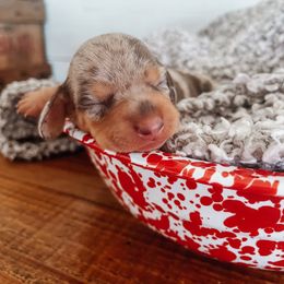 Dachshund Puppies from Cotton Hill Dachshunds