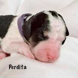 Perdita - Tri-color female Bernedoodle puppy in Pottstown, Pennsylvania from Willow-Be Doodles