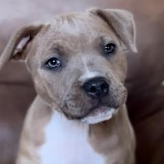 Staffordshire Bull Terriers from PureGrit Staffords