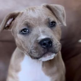 Staffordshire Bull Terriers from PureGrit Staffords