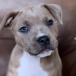 Staffordshire Bull Terriers from PureGrit Staffords