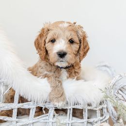 Goldendoodle Puppies from Woodstock Doodles, LLC