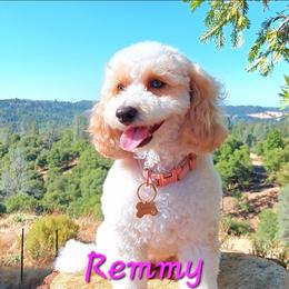 Remmy - Parti female Goldendoodle puppy in Burley, Idaho from Gold Country mini doodles