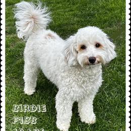 Birdie - Goldendoodle