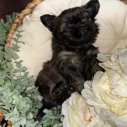 Brownie (Brown collar) - Black and tan male Shih Tzu puppy in Sherman, Texas from Shannon’s Sugar Sweet Shih Tzu’s