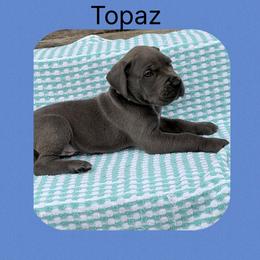 Topaz - Blue and white male Great Dane puppy in Gonzales, Louisiana from Anstatt House Of Danes