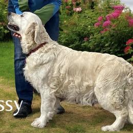 Sassy - Golden Retriever
