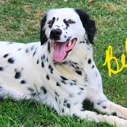 Belle - Dalmatian