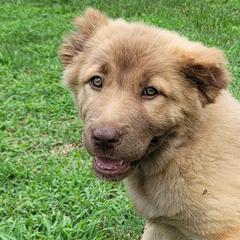 Armenian Gamprs from Tribble Hill Farm