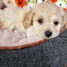 Maltipoo Puppies from Awwws-n-Pawws