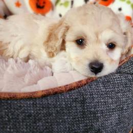 Maltipoo Puppies from Awwws-n-Pawws