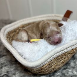 Tinker Bell - Gold female Bordoodle puppy in Valley Center, California from Circle R Valley Bordoodls