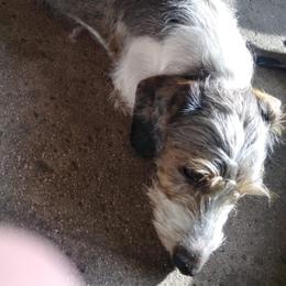 Morty - Dachshund