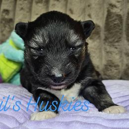 Boy 1 - Agouti and white male Siberian Husky puppy in Terre Haute, Indiana from April's Huskies