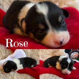 Rose - Black and tan female Pembroke Welsh Corgi puppy in Lake City, Minnesota from Lake Pepin Corgi's
