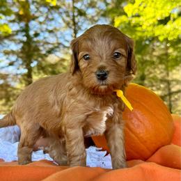 Yellow - Red  female Goldendoodle puppy in Hesperia, Michigan from Red Acres Poodles & Doodles