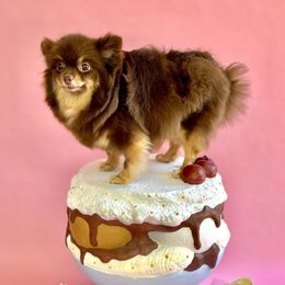 Mocha - Pomeranian