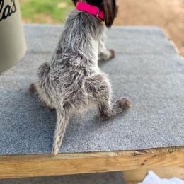 Root - Brown and gray female Wirehaired Pointing Griffon puppy in Shelbyville, Texas from AndersonK9Kennels Bayou Beards