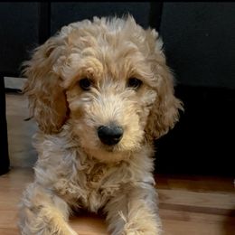 Goldendoodle Puppies from az goldendoodle pups