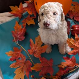 Zina - Cream female Poodle puppy in Edgefield, South Carolina from Bettna standard poodle