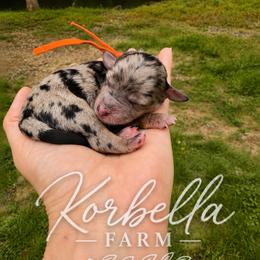 Fiesta - Blue merle female Aussiedoodle puppy in Mulino, Oregon from Korbella Farm