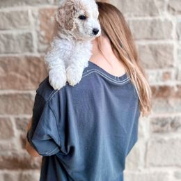 Poodle Puppies from Woofadoodles