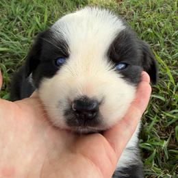 Aruba 1 - Black tri-color female Australian Shepherd puppy in Hubbard, Texas from Poston Paddock Aussies LLC