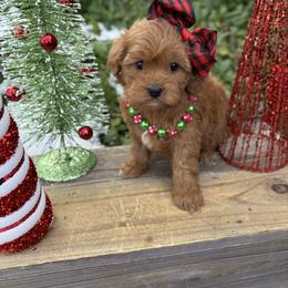 Bernedoodle, Cavapoo, Goldendoodle, and Poodle Puppies from Gypsi Doodles & Poodles