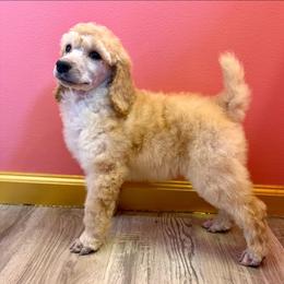 Dina - Cream female Poodle puppy in Greenwich, New York from MizzElle’s Standard Poodles
