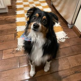 Miniature Australian Shepherd and Toy Australian Shepherd All Grown Up from Rolling Ridge Farms