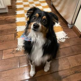 Miniature Australian Shepherd and Toy Australian Shepherd All Grown Up from Rolling Ridge Farms