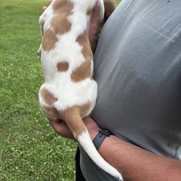 Basset Hound Puppies from Tia Blystone