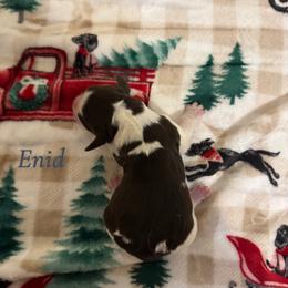 Enid - Tri-Roan female English Springer Spaniel puppy in Williston, Florida from Parks Paradise Springers