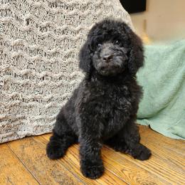Timone - Black male Poodle puppy in Troy, New Hampshire from SP Standard Poodles