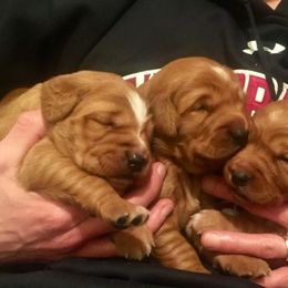 Golden Retriever Puppies from Archwind Retrievers