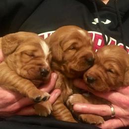Golden Retriever Puppies from Archwind Retrievers