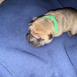 Green collar - Fawn male Chinese Shar-Pei puppy in Elkin, North Carolina from Martini Shar-Pei