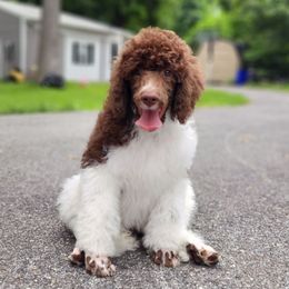 Taco - Parti female Poodle puppy in Dover, Delaware from Dogtastic Poodles